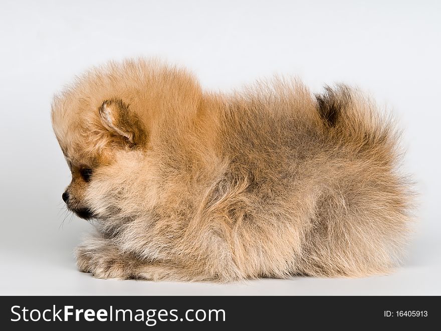 Puppy of the spitz-dog in studio on a neutral background