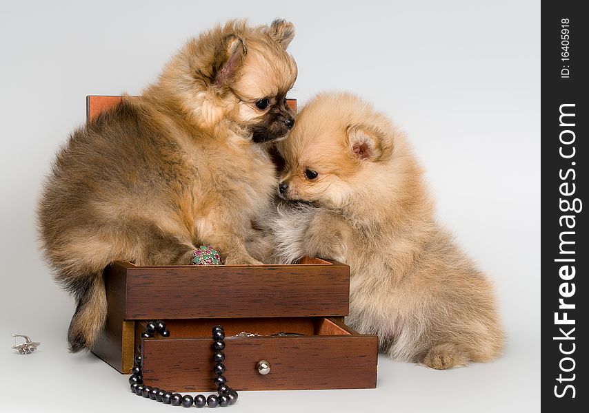 Puppies lapdog with a necklace in studio