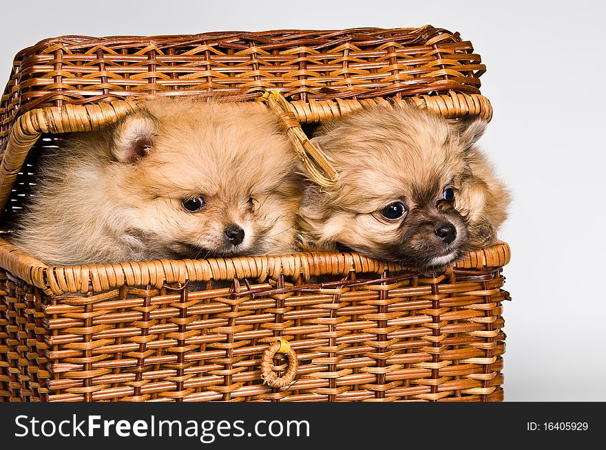 Two lapdogs in a basket in studio