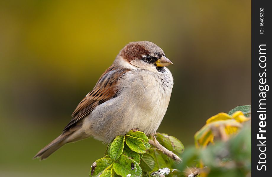 Portrait of a sparrow on a branch close up. Portrait of a sparrow on a branch close up
