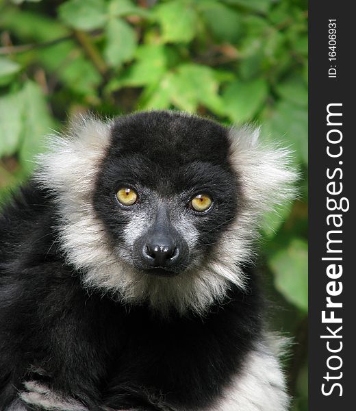 The portrait of the black-and-white ruffed lemur on background of the foliage. The portrait of the black-and-white ruffed lemur on background of the foliage.