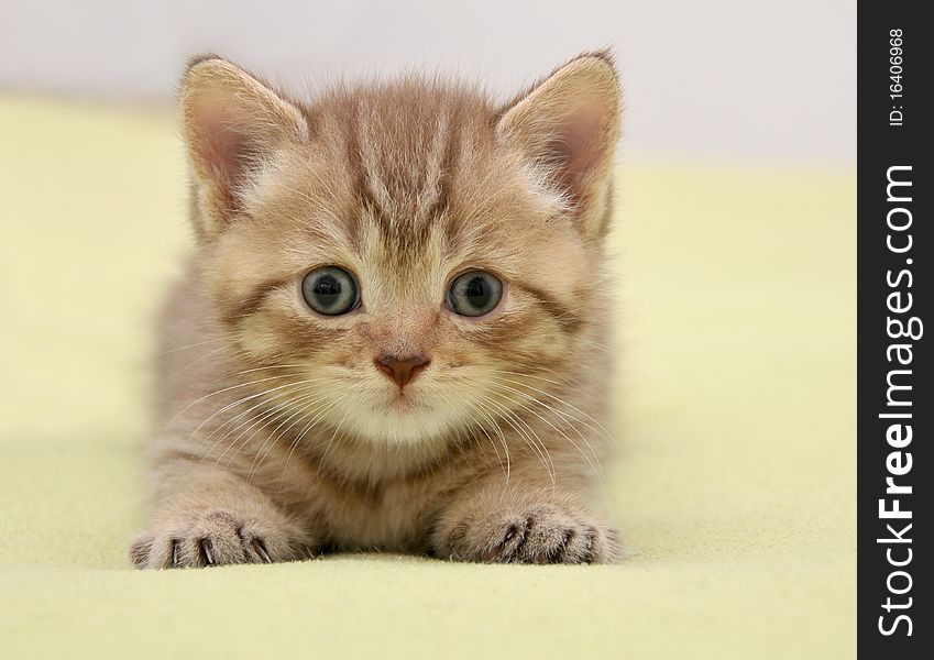 British kitten lying on green background