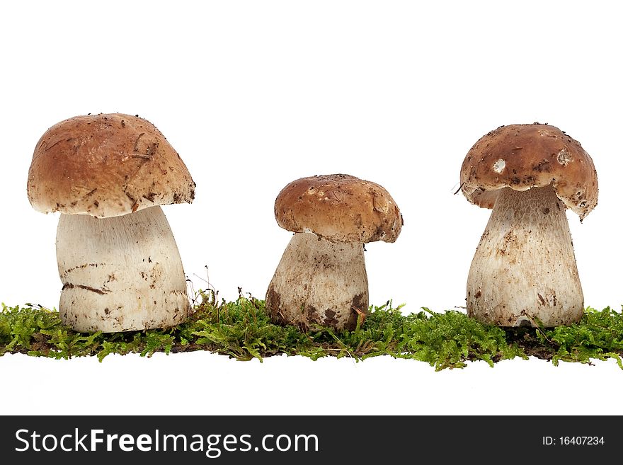Bolete, group of mushrooms on moss against white background