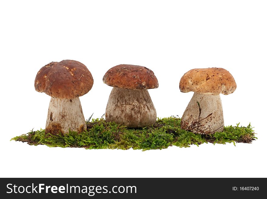 Bolete, group of mushrooms on moss against white background