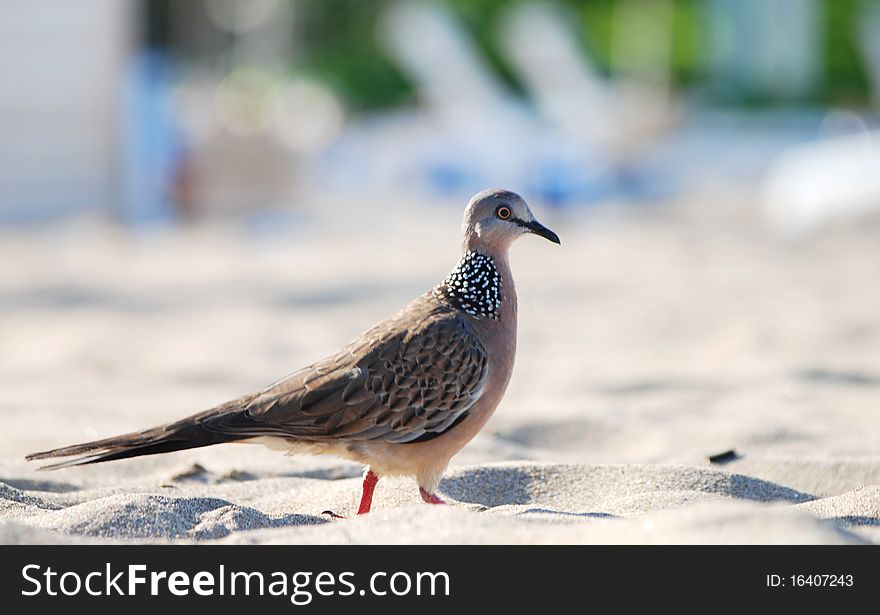 Balinese Pigeon