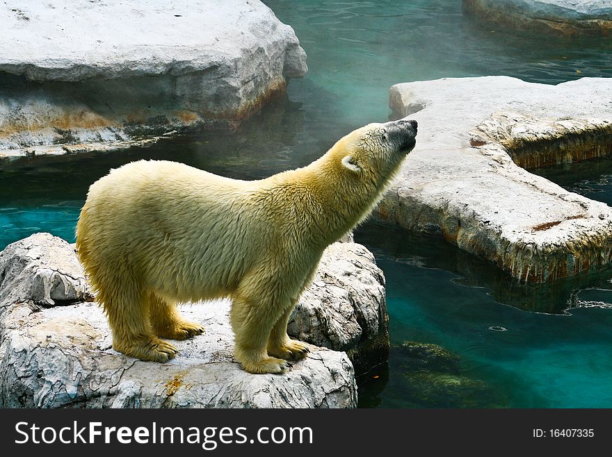 A White Bear large at the Thai Zoo