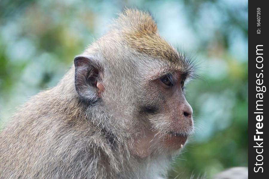 Image of a Balinese monkey taken in the forests of Bali