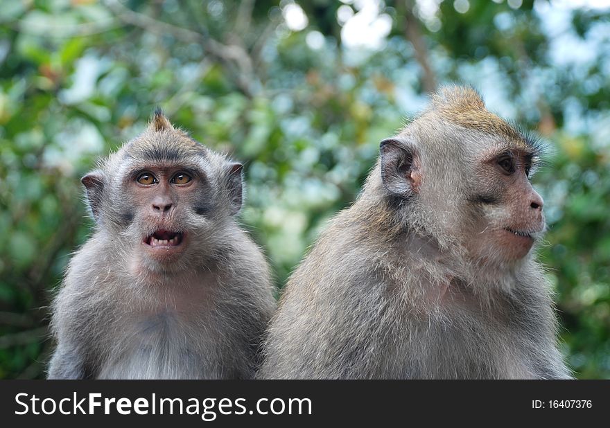 Image of a Balinese monkey taken in the forests of Bali