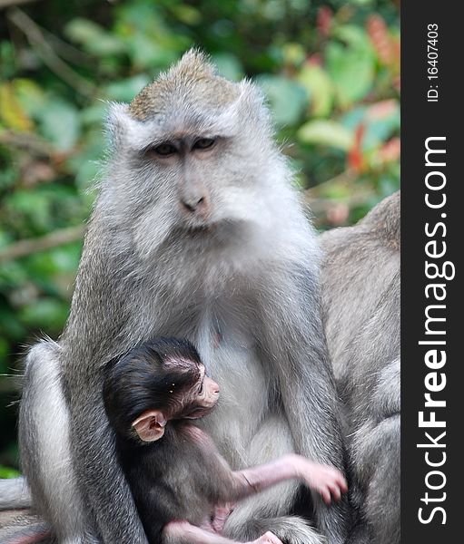 Image of a Balinese monkeys taken in the forests of Bali. Image of a Balinese monkeys taken in the forests of Bali