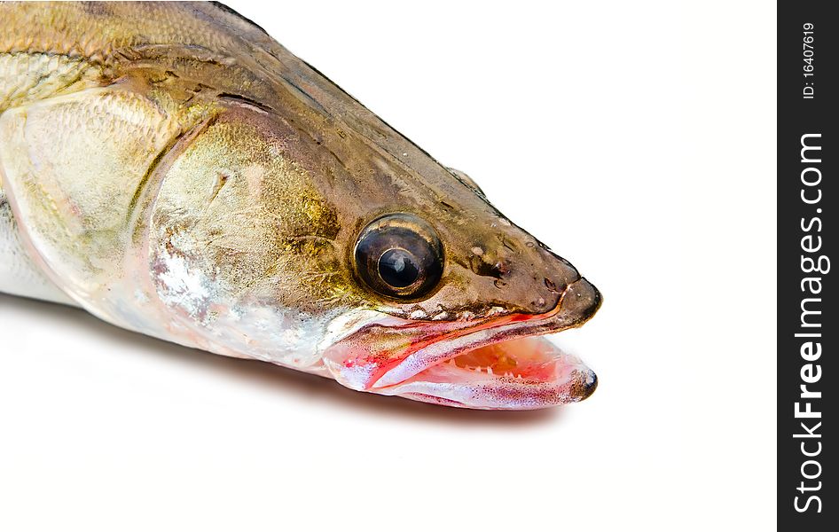 Head of a large pike perch on a white background