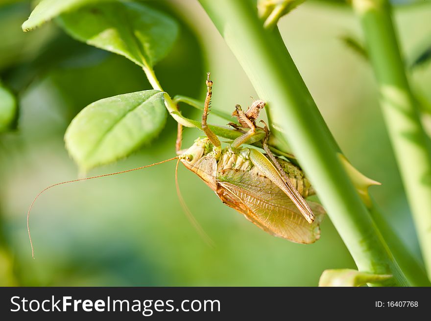 Green grasshopper on the stalk