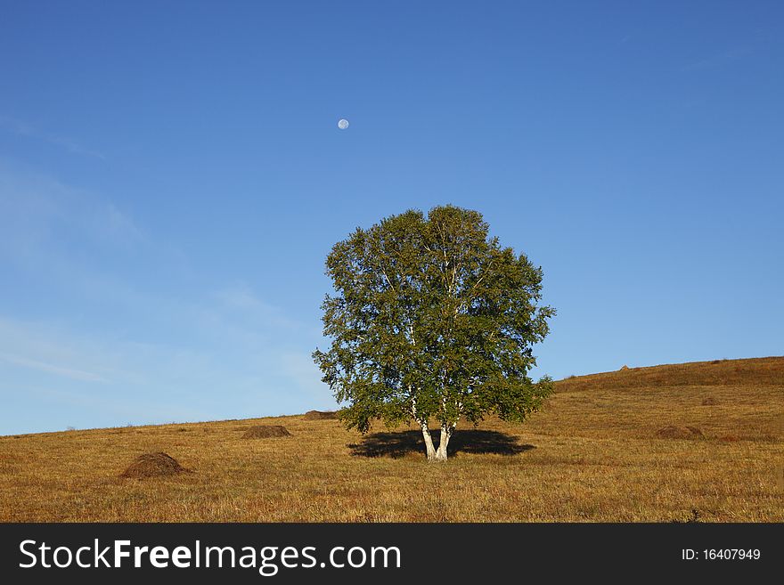 There are tree and blue sky and lateness moon and plain in the picture of grassland. The moon yields less
light than the sun.