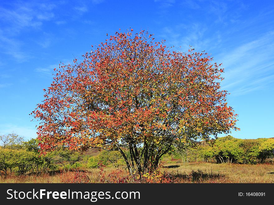 The tree in autumn is very beautiful in grassland.It has red and yellow and green leaves. Photo is in Sep 2010.