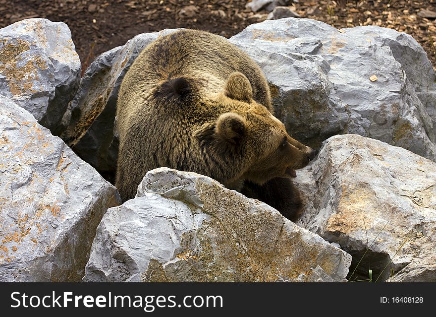 Brown bear beetween the rocks, searching for food.