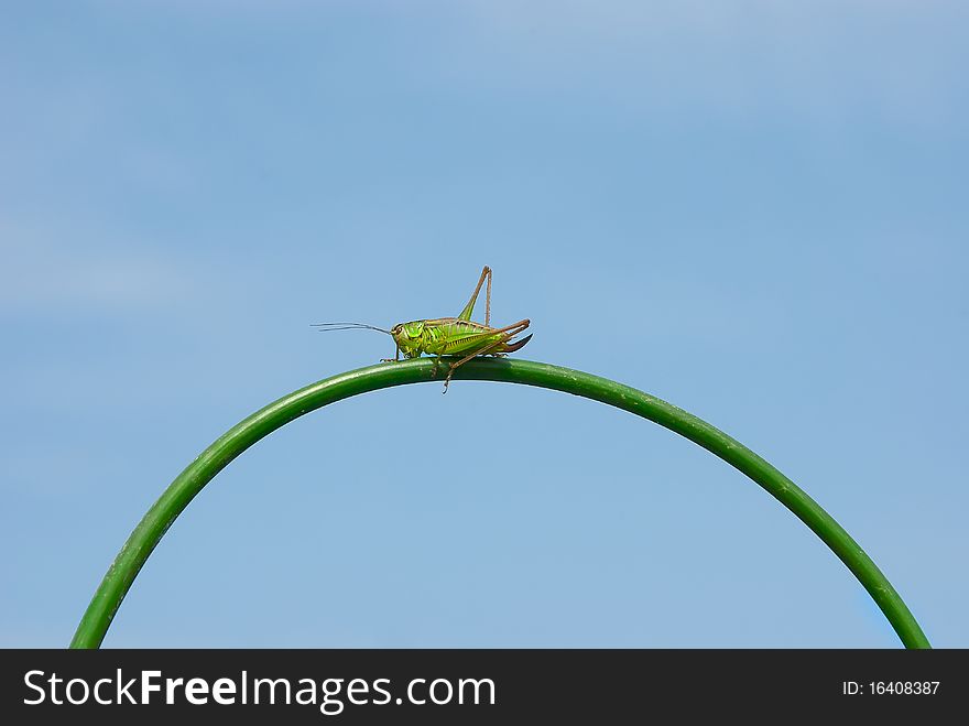 Grasshopper on a stalk close up. Grasshopper on a stalk close up