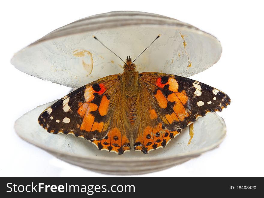 The butterfly in a cockleshell on a white background. The butterfly in a cockleshell on a white background