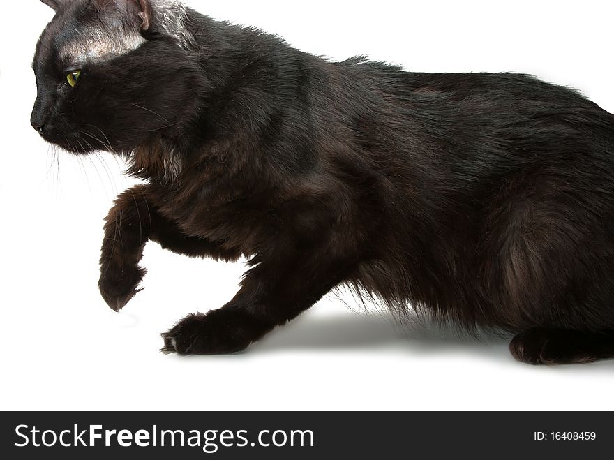 Cat prowled on a white background. Cat prowled on a white background