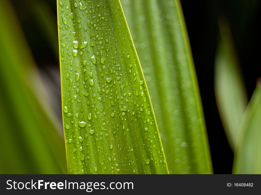 Selective focus on green leaf with water drops. Green and dark background. Selective focus on green leaf with water drops. Green and dark background.