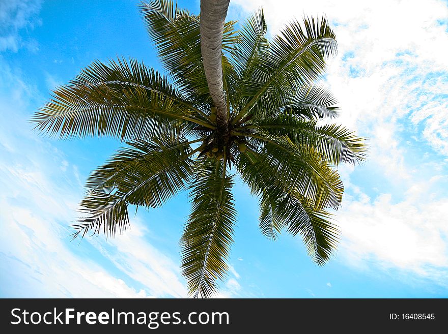 Coconut palm beach sky blue