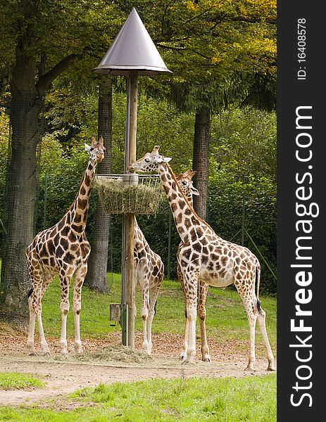 Giraffes in the ZOO eating from the basket.