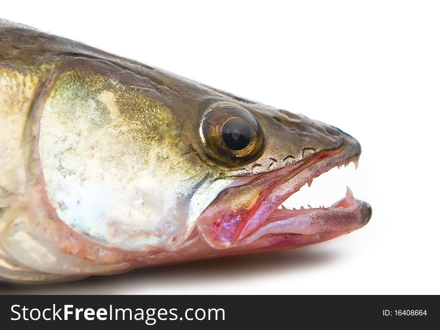 Head of a large pike perch on a white background