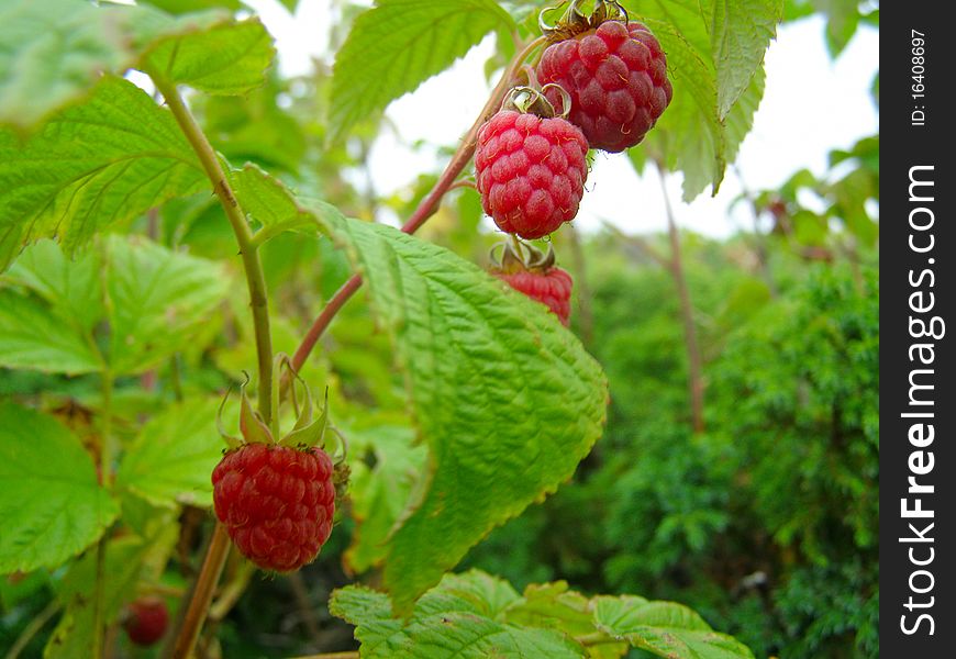 The ripe raspberry on branches