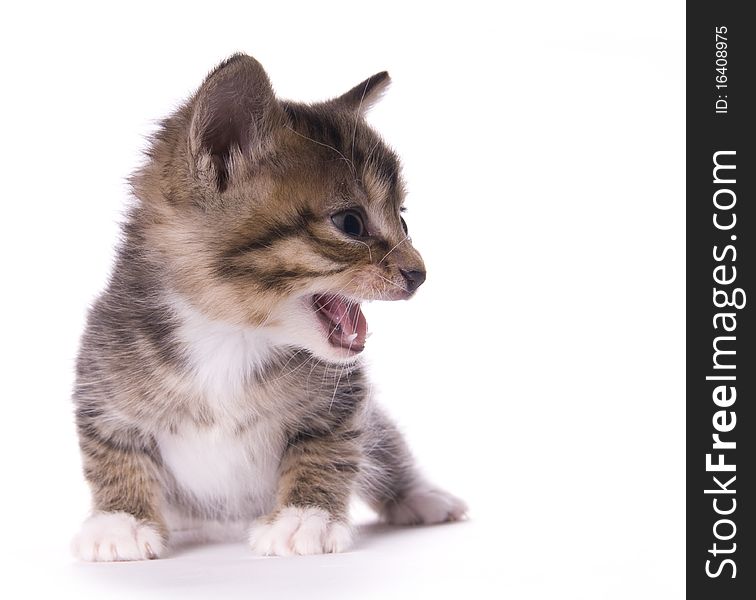 Kitty on the white isolated background