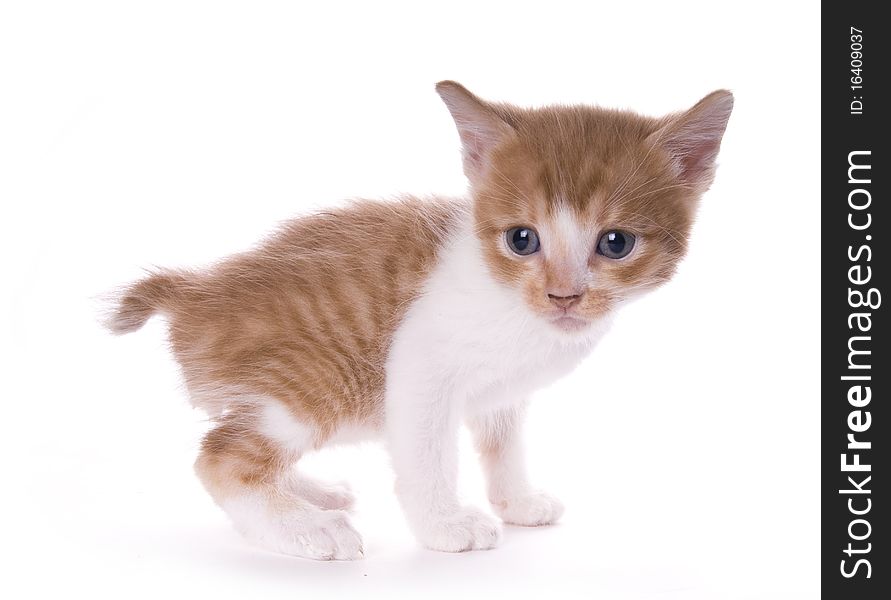 Kitty on the white isolated background