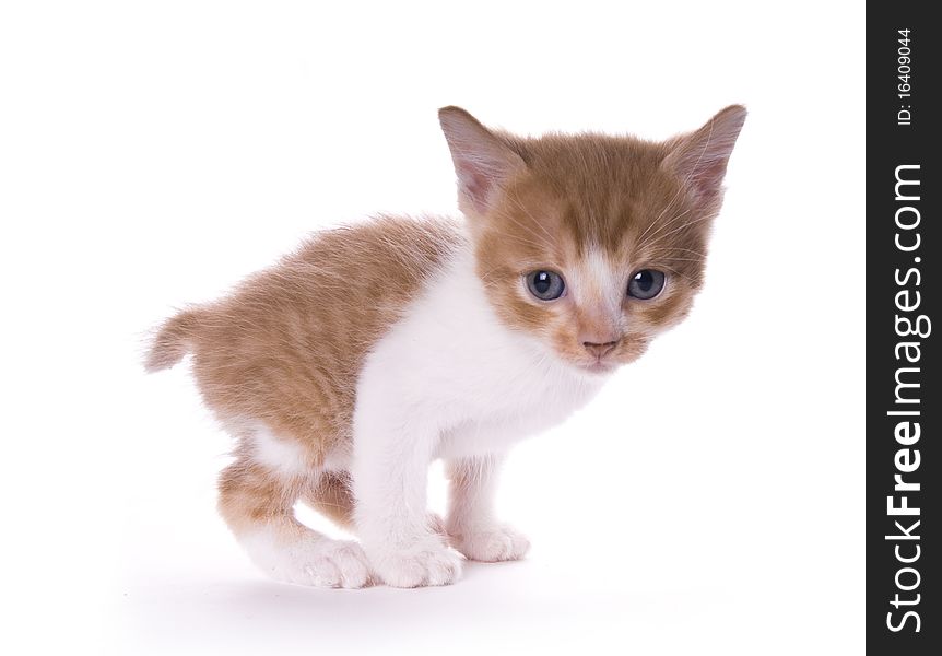 Kitty on the white isolated background