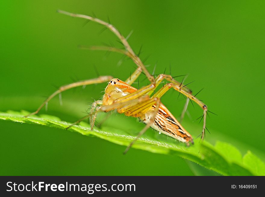 Lynx Spider With A Green Background