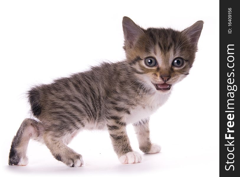 Kitty on the white isolated background