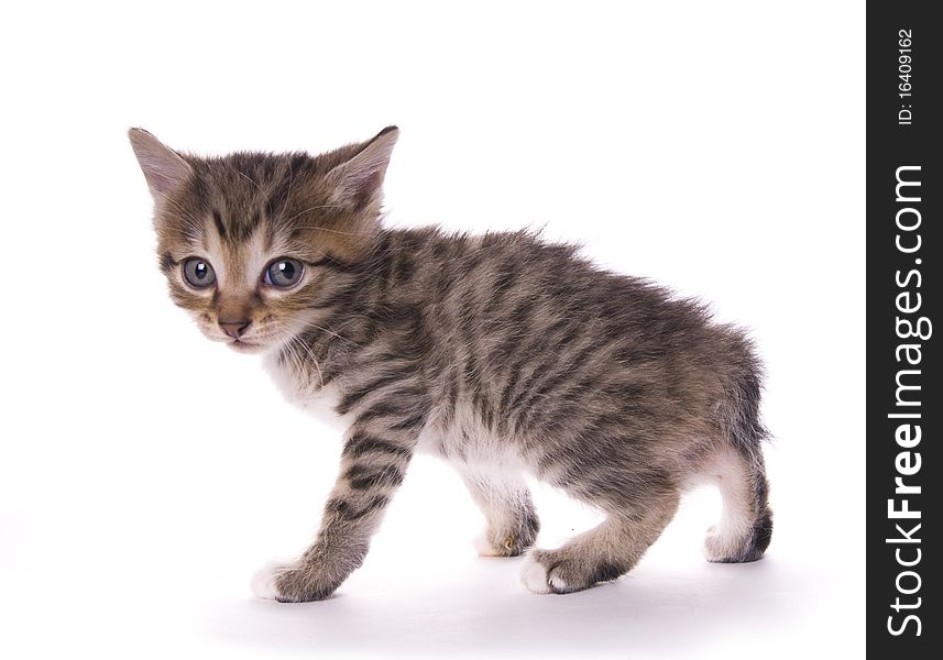 Kitty on the white isolated background