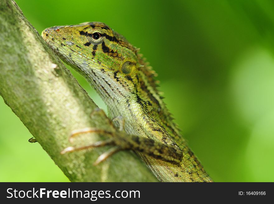 Closeup Of A Green Garden Lizard