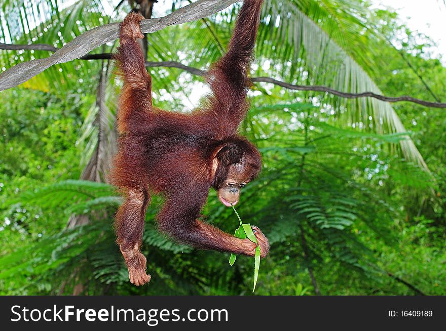 Young Gorilla With A Playful Pose Hanging On A Vine