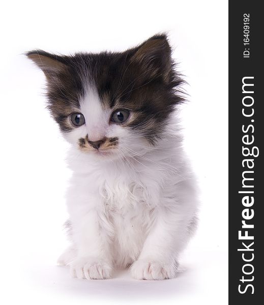 Kitty on the white isolated background