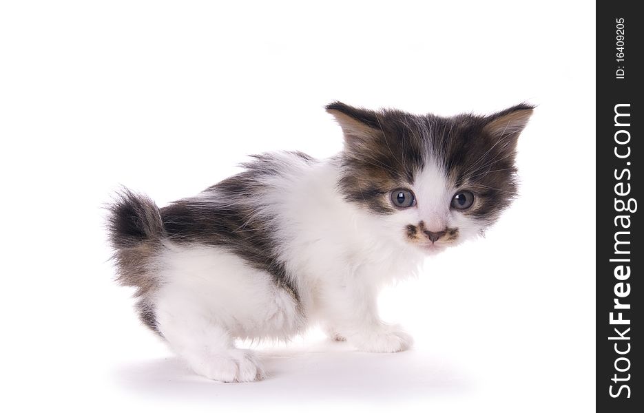 Kitty on the white isolated background