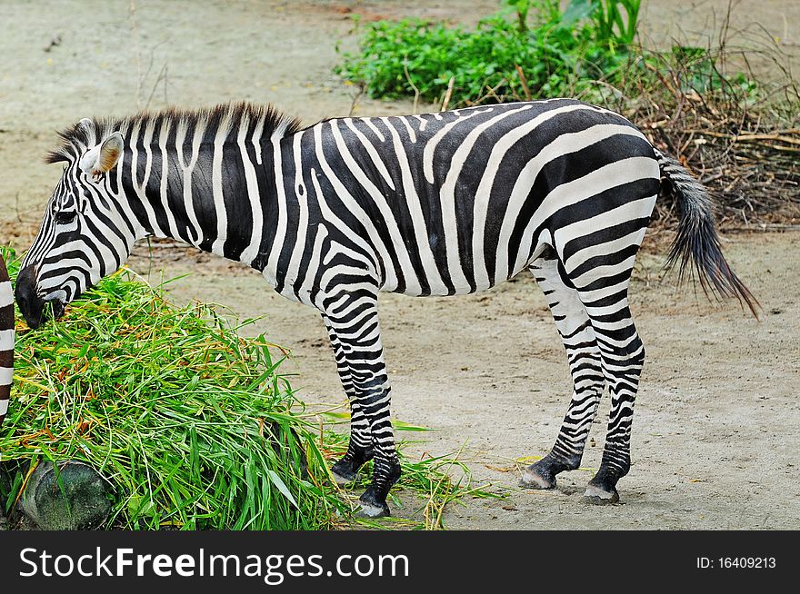 A Zebra Feeding On Grasses