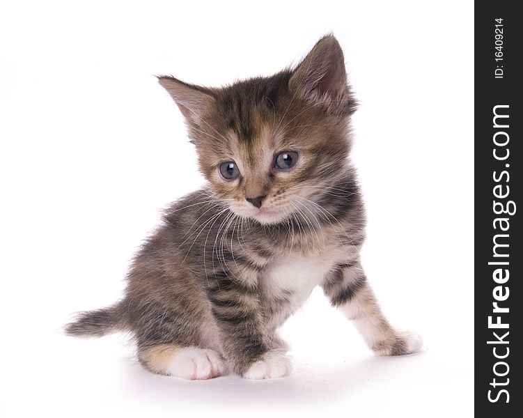 Kitty on the white isolated background