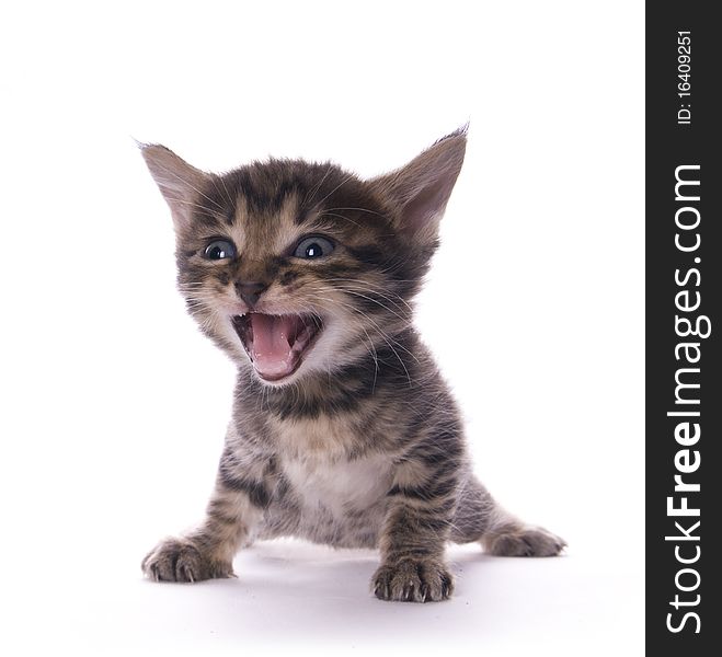 Kitty on the white isolated background