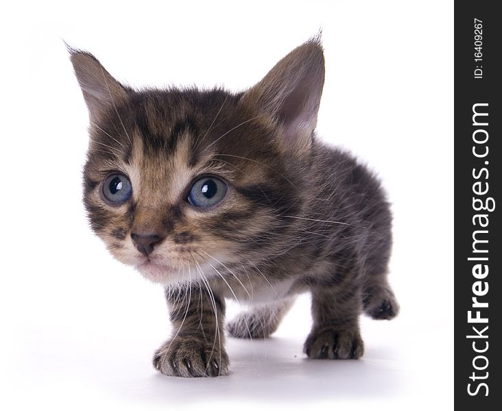 Kitty on the white isolated background