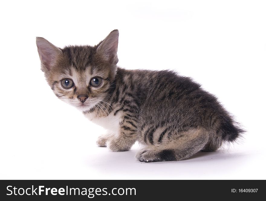 Kitty on the white isolated background