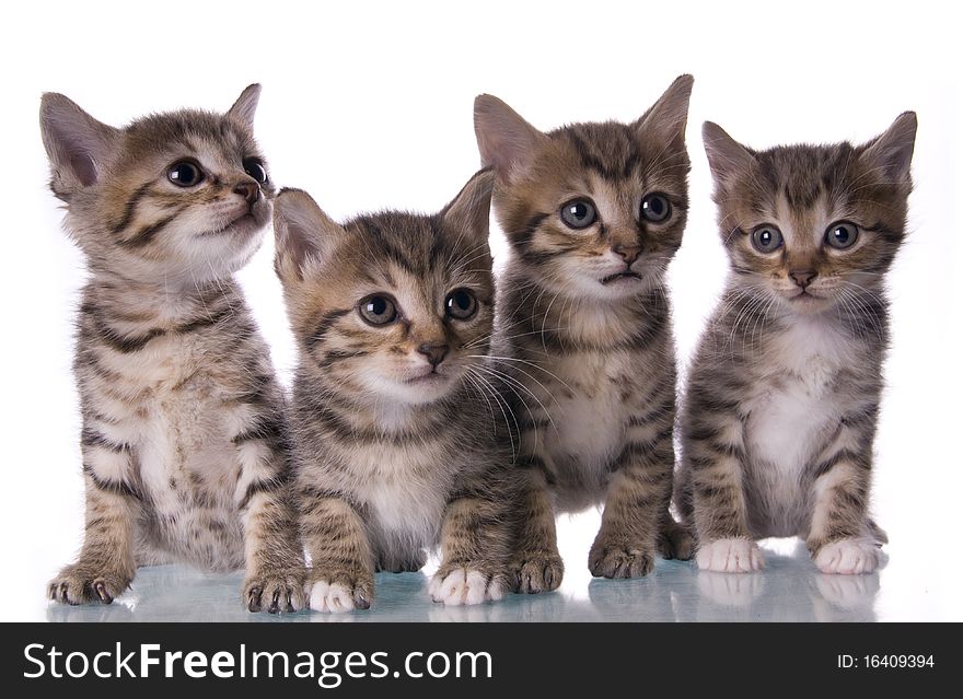 Kitty on the white isolated background