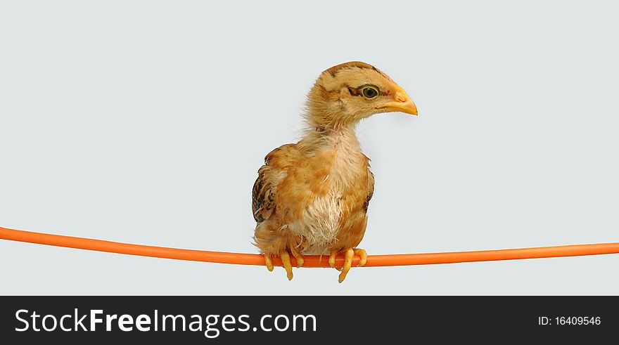 Lovely chicken rooster with coat-hanger for sale