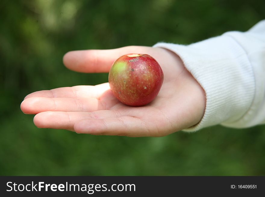 Tiny Apple In Hand