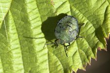 Green Stink Bug Royalty Free Stock Photo Green Stink Bug Royalty Free Stock Photo