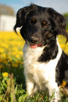 Dog In The Meadow Stock Photography Dog In The Meadow Stock Photography