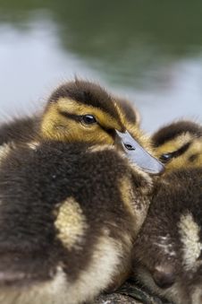 Baby Mallard Ducks Royalty Free Stock Image