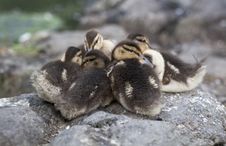 Baby Mallard Ducks Royalty Free Stock Images