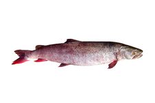 Siberian Taimen Or River Salmon Royalty Free Stock Photo Siberian Taimen Or River Salmon Royalty Free Stock Photo