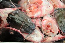 Cut Of Fish Heads Stock Photography Cut Of Fish Heads Stock Photography